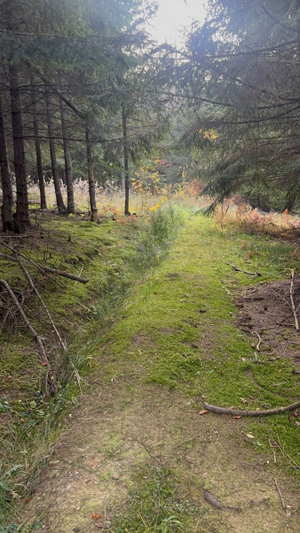 Vanzare 5,3 ha pasune deasupra Voronetului Suceava - Proiect Turistic