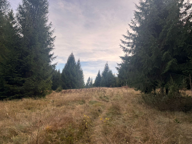 Vanzare 5,3 ha pasune deasupra Voronetului Suceava - Proiect Turistic