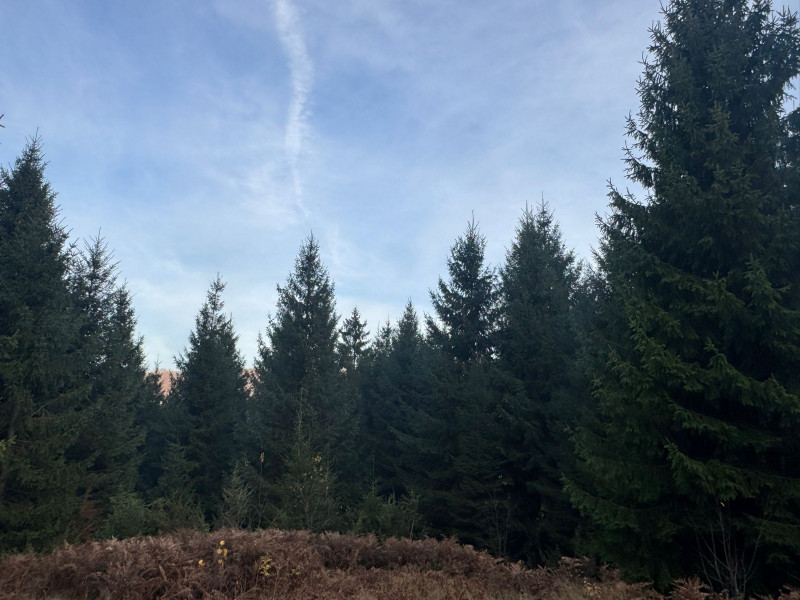 Vanzare 5,3 ha pasune deasupra Voronetului Suceava - Proiect Turistic