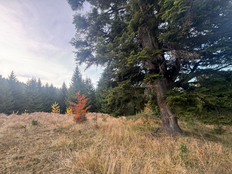 Vanzare 5,3 ha pasune deasupra Voronetului Suceava - Proiect Turistic