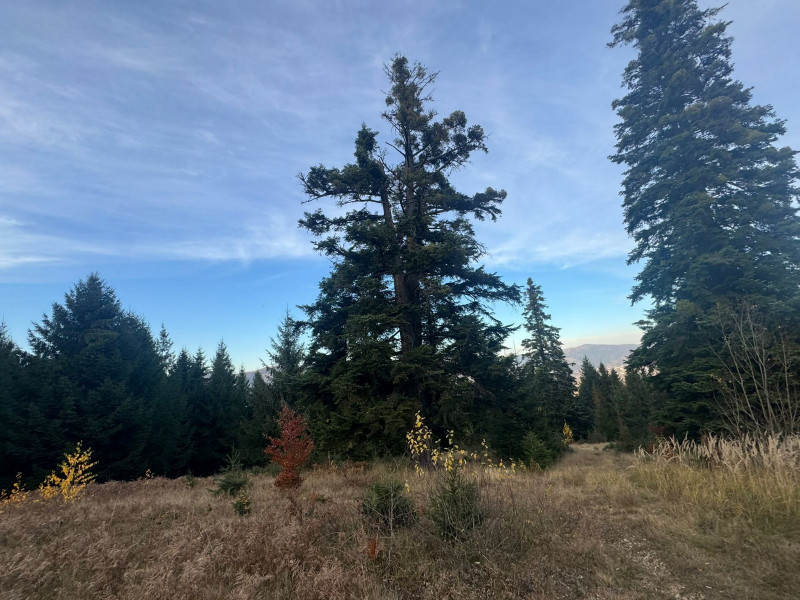 Vanzare 5,3 ha pasune deasupra Voronetului Suceava - Proiect Turistic