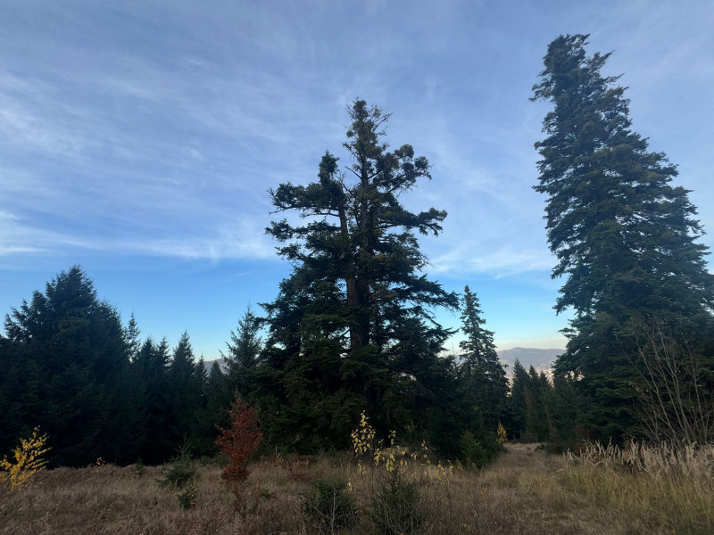 Vanzare 5,3 ha pasune deasupra Voronetului Suceava - Proiect Turistic