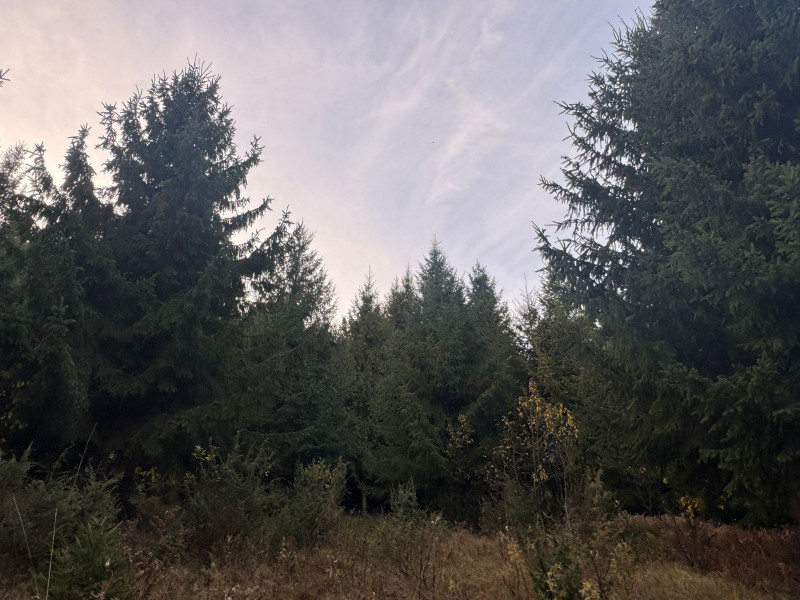 Vanzare 5,3 ha pasune deasupra Voronetului Suceava - Proiect Turistic