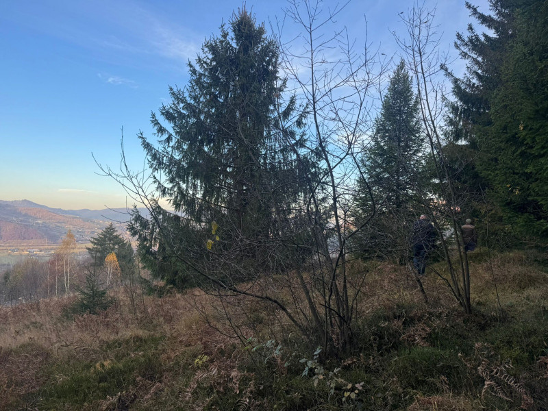 Vanzare 5,3 ha pasune deasupra Voronetului Suceava - Proiect Turistic