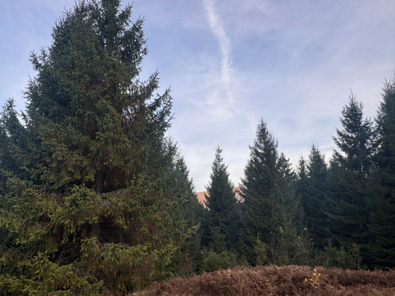 Vanzare 5,3 ha pasune deasupra Voronetului Suceava - Proiect Turistic