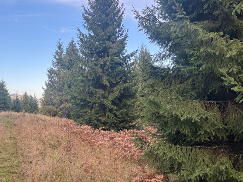 Vanzare 5,3 ha pasune deasupra Voronetului Suceava - Proiect Turistic