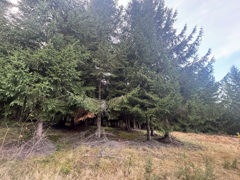 Vanzare 5,3 ha pasune deasupra Voronetului Suceava - Proiect Turistic