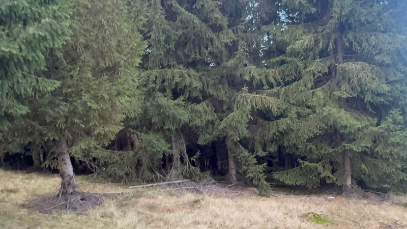 Vanzare 5,3 ha pasune deasupra Voronetului Suceava - Proiect Turistic