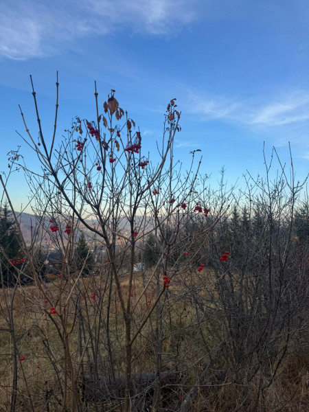 Vanzare 5,3 ha pasune deasupra Voronetului Suceava - Proiect Turistic