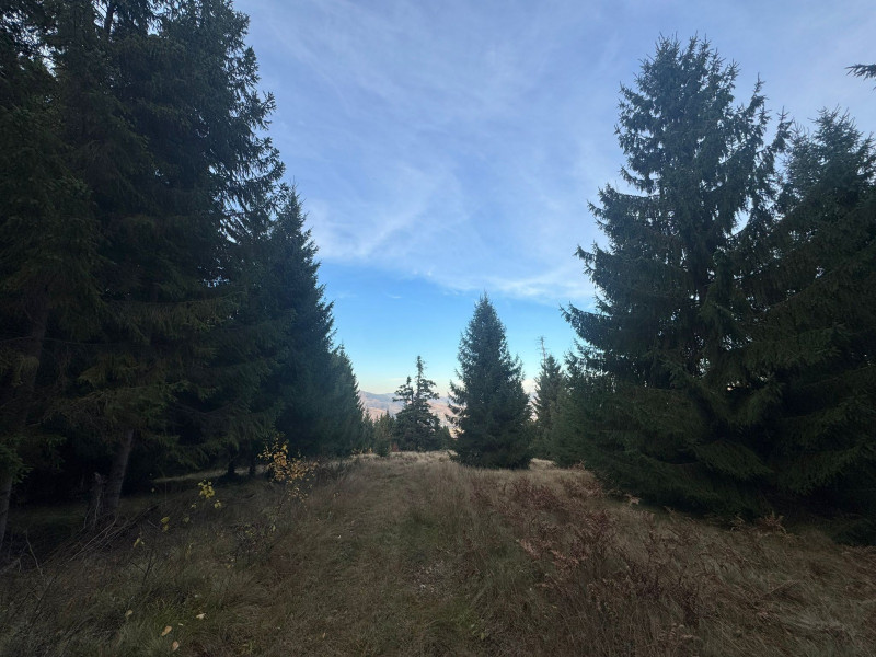 Vanzare 5,3 ha pasune deasupra Voronetului Suceava - Proiect Turistic