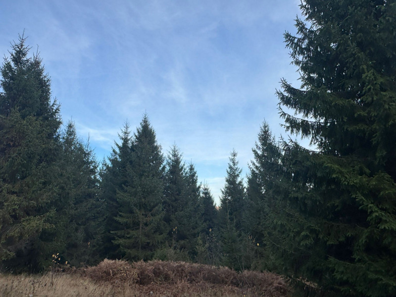 Vanzare 5,3 ha pasune deasupra Voronetului Suceava - Proiect Turistic