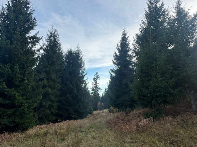 Vanzare 5,3 ha pasune deasupra Voronetului Suceava - Proiect Turistic