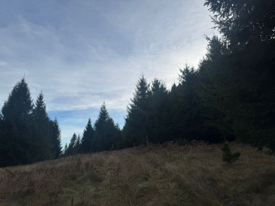 Vanzare 5,3 ha pasune deasupra Voronetului Suceava - Proiect Turistic