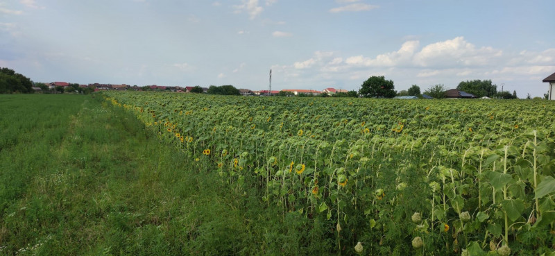 Vand 7,78 ha teren intravilan agricol in Platonesti, IL