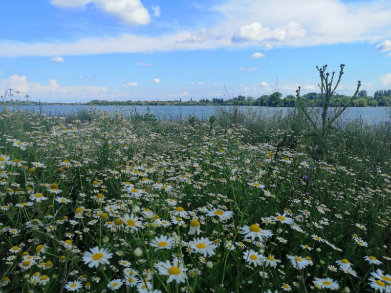 Vand 1757 mp teren, Lac Lebada, deschidere lac