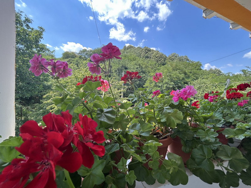 VAND O VILA IN PADUREA DIN FILIPESTI
